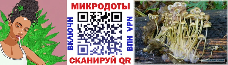 Купить где  Плавск  Псилоцибиновые грибы мицелий